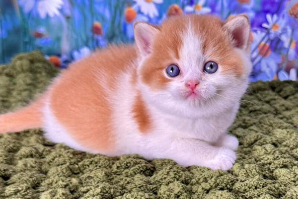 Kai Scottish Straight male red bicolour - live animals