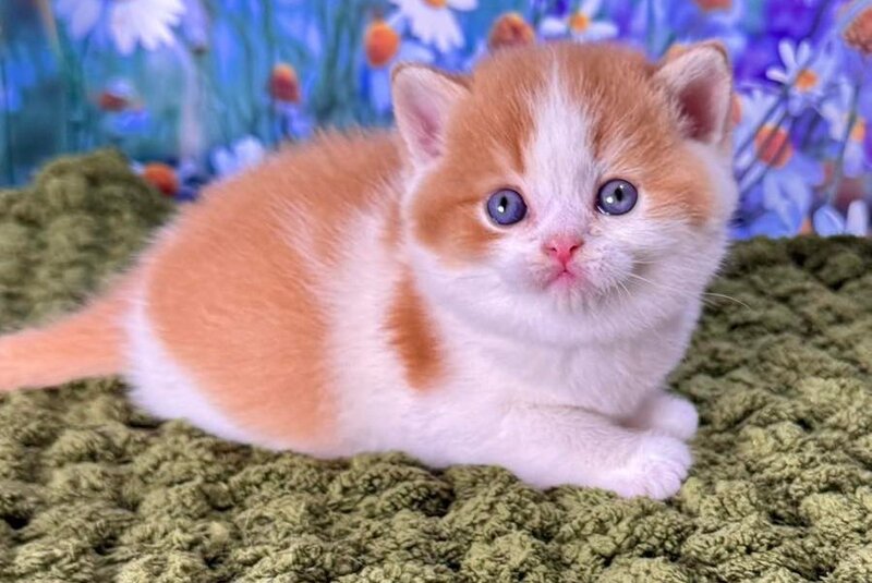 Kai Scottish Straight male red bicolour - live animals
