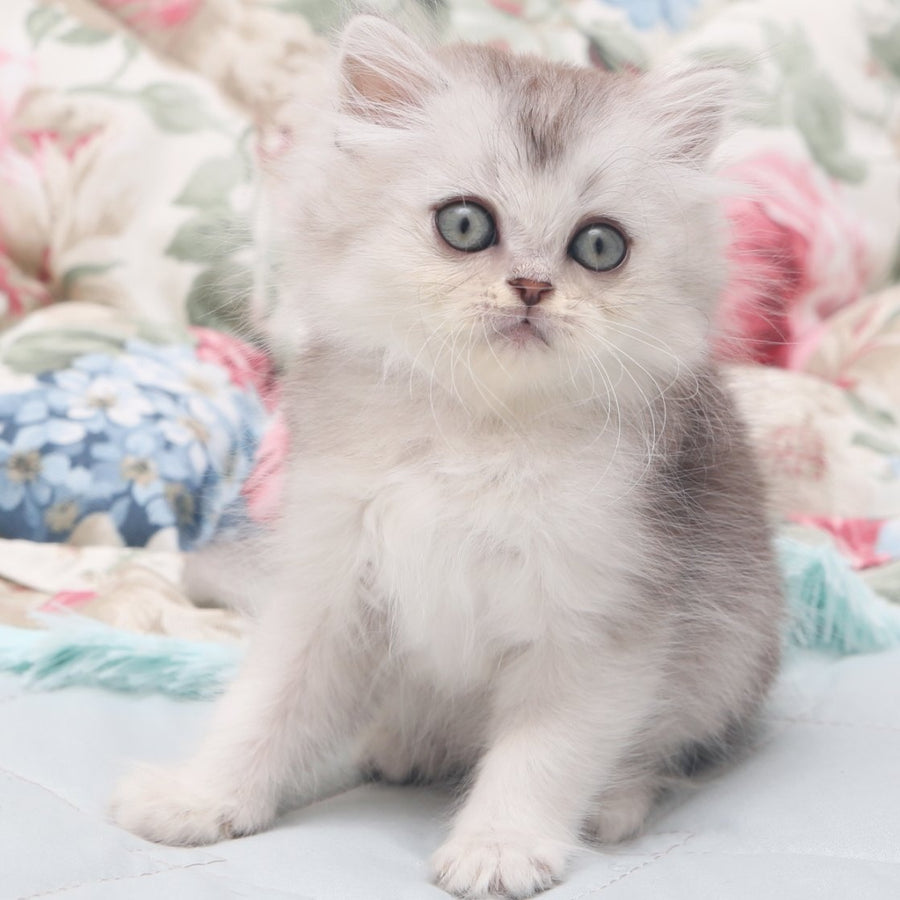 Harry Scottish Straight male, black silver shaded