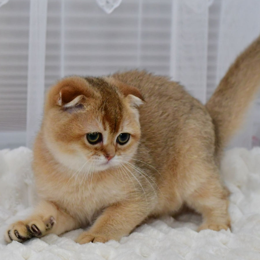 Mark Scottish Fold male, black golden shaded