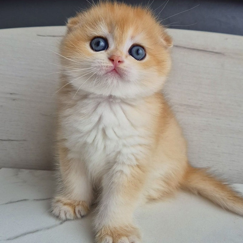 Ballu Scottish Fold male, black golden chinchilla