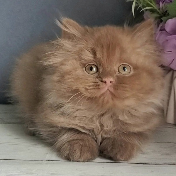 Fortuna British Longhair female, cinnamon