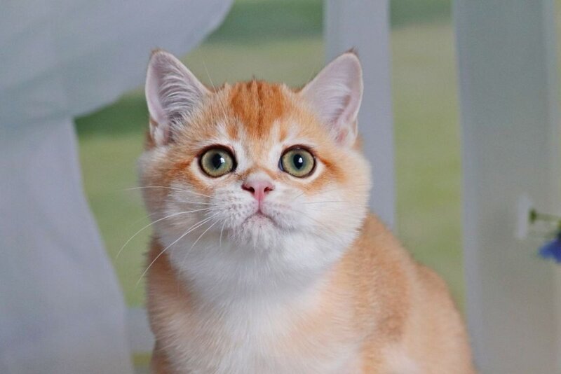 Quill British Shorthair male, black golden shaded