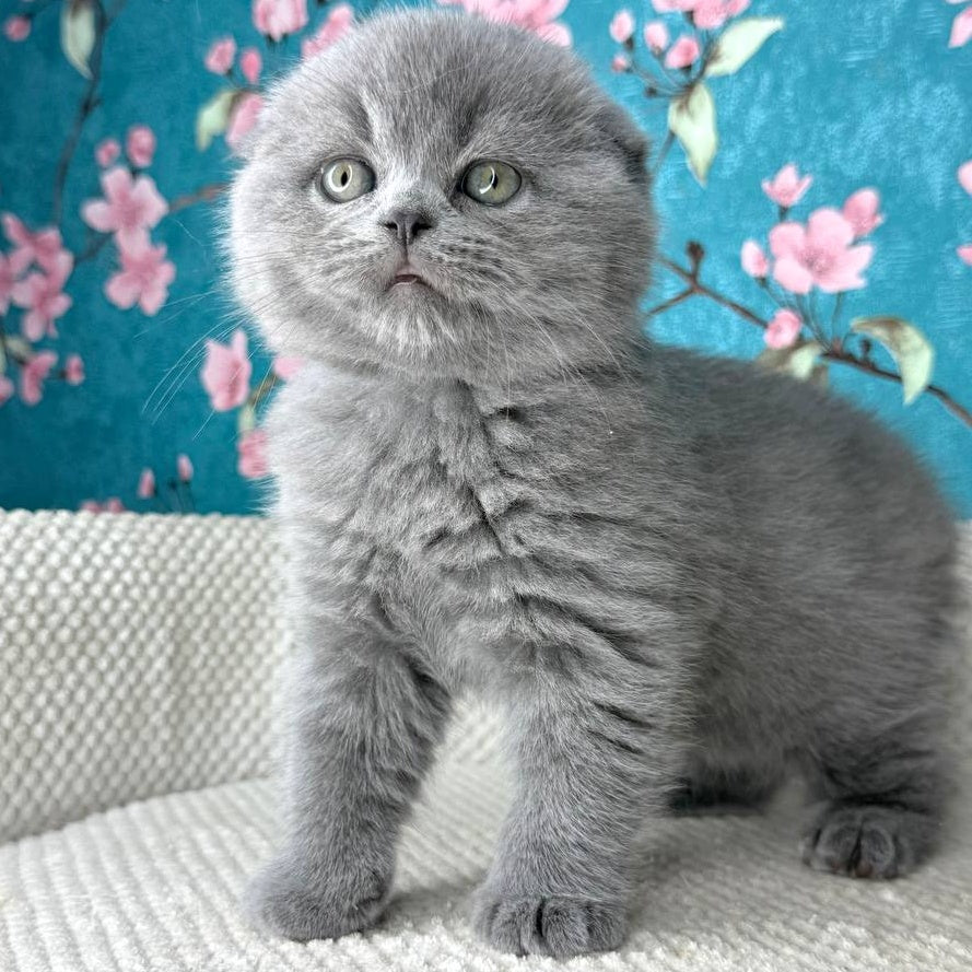 Kevin Scottish Fold male, blue