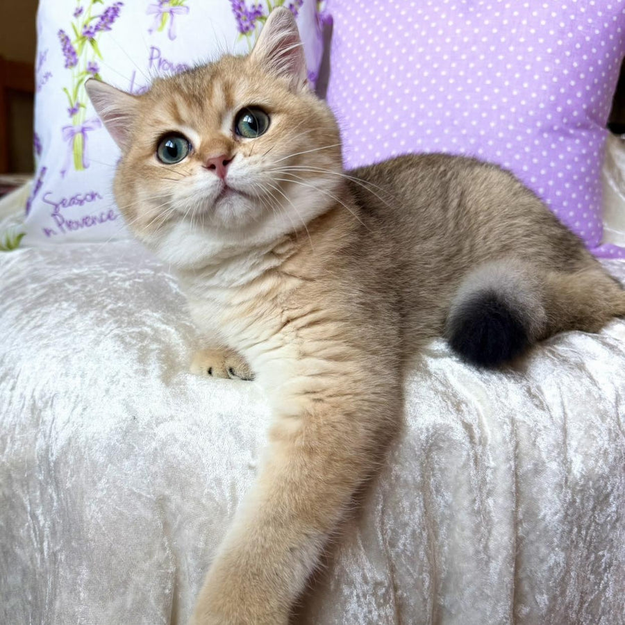 Bruno British Shorthair male, black golden shaded