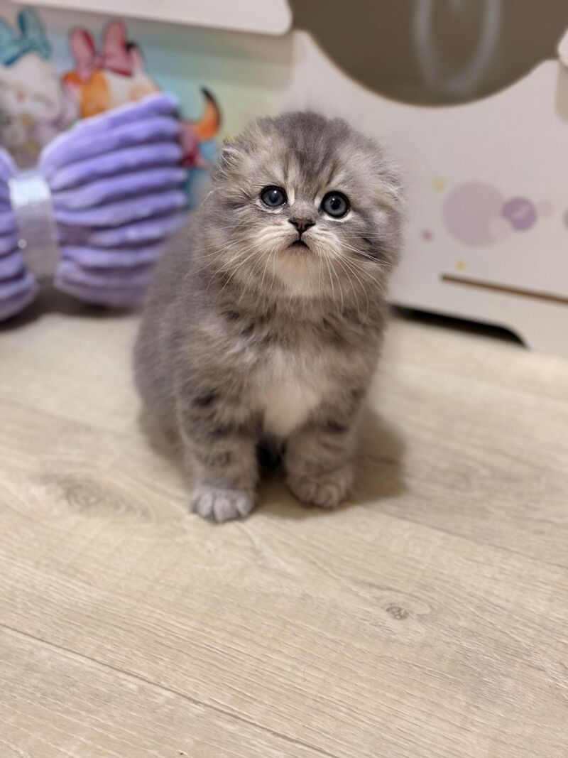 Forbes Scottish Fold male, blue tabby