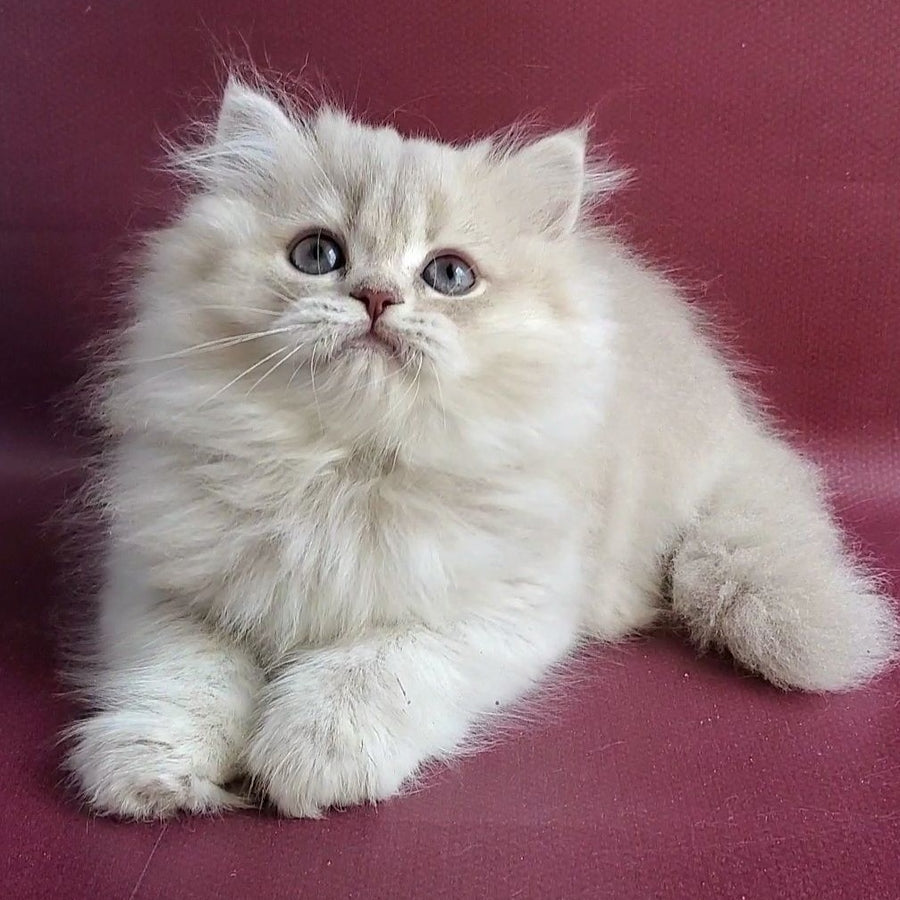 Zabava British Longhair female, blue golden shaded