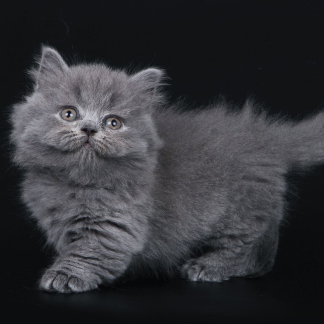 Waldoon Munchkin male, blue