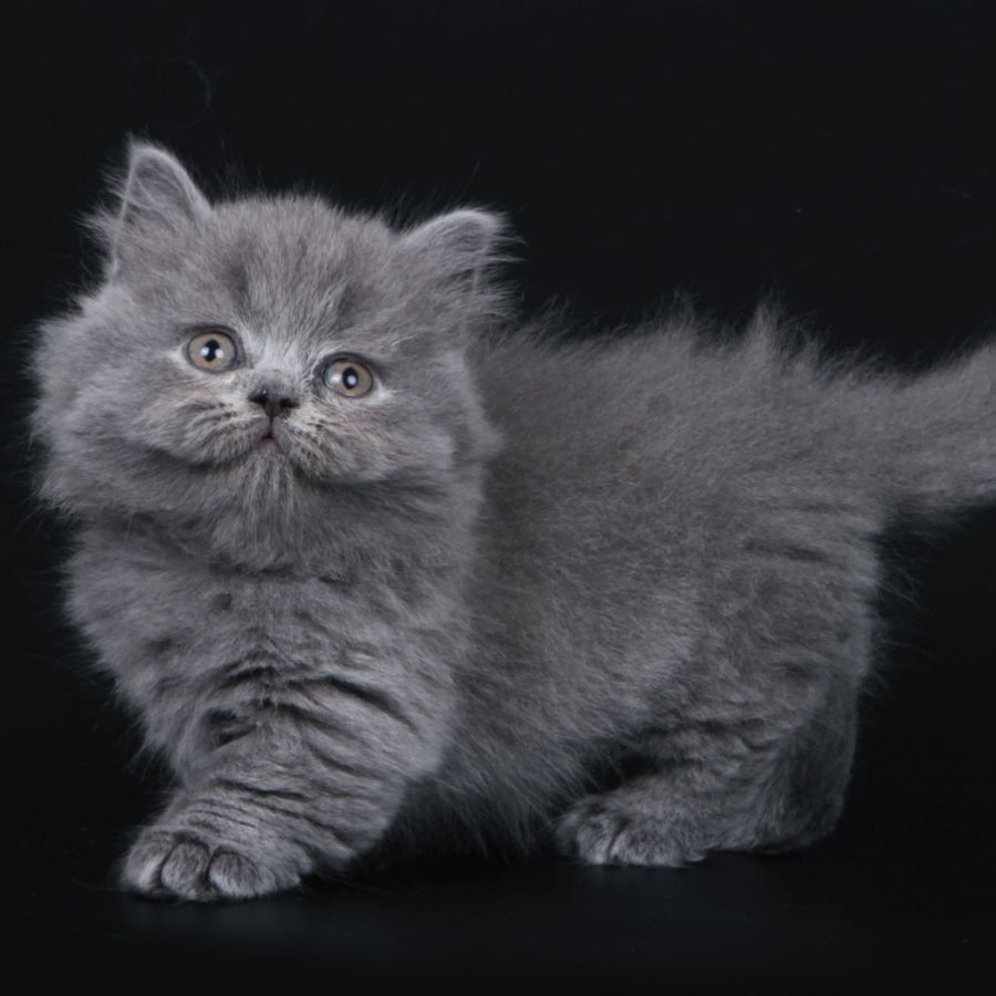 Waldoon Munchkin male, blue