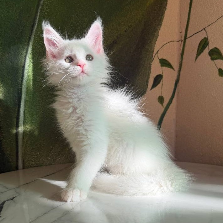 Zefir Maine Coon male, white