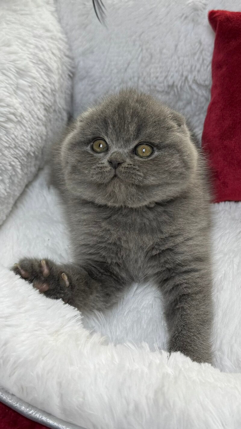 Benny Scottish Fold male, blue