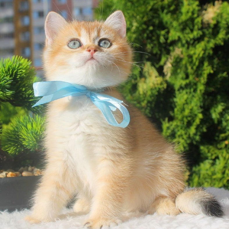 Harley British Shorthair male, black golden shaded