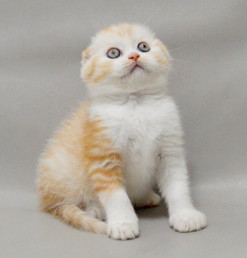 Vincent Scottish Fold male red silver spotted tabby bicolour - live animals