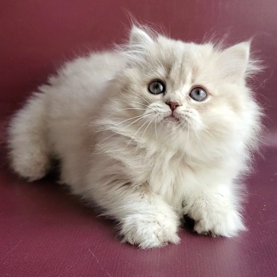 Zabava British Longhair female, blue golden shaded