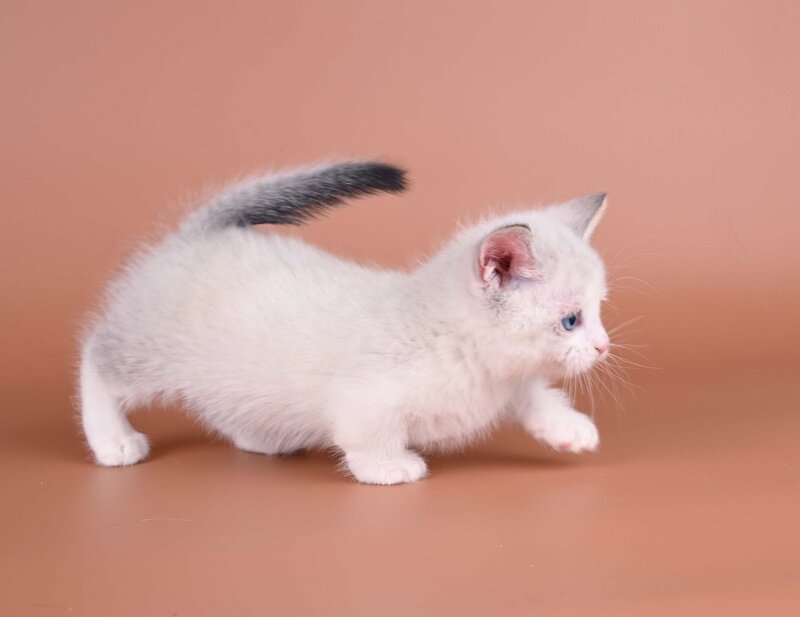 Hugo Munchkin male, blue pointed bicolour