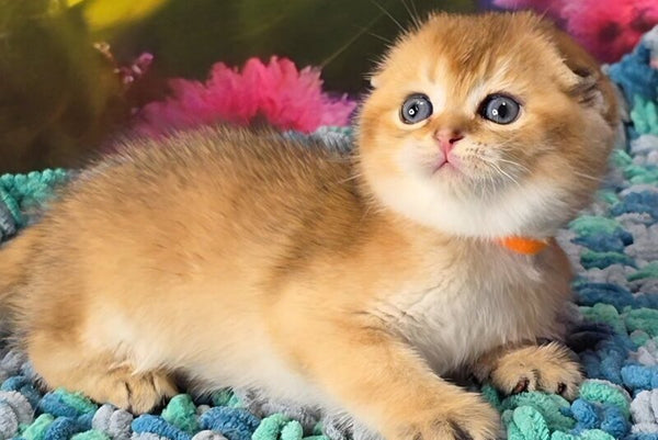 Dushes Scottish Fold male black golden shaded - live animals