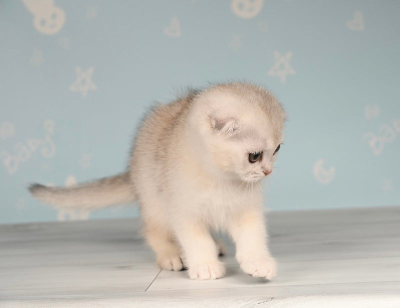 Boniface Scottish Fold male, black silver shaded