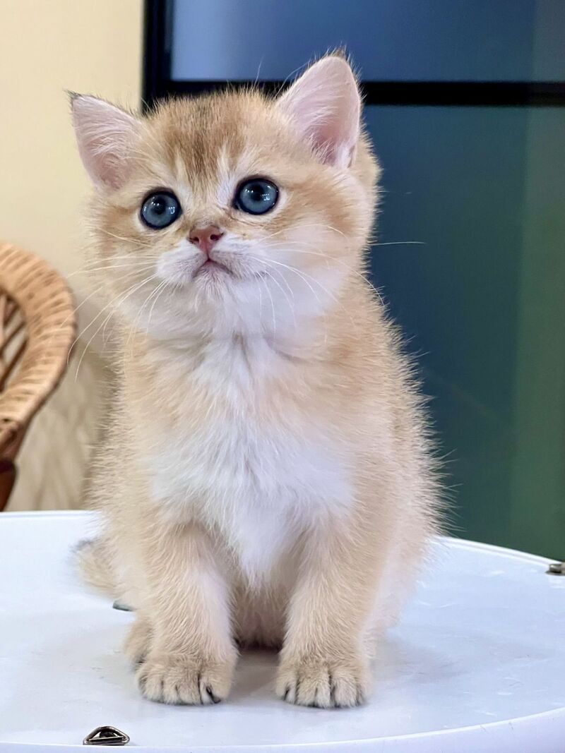 Darvin British Shorthair male black golden shaded - live animals
