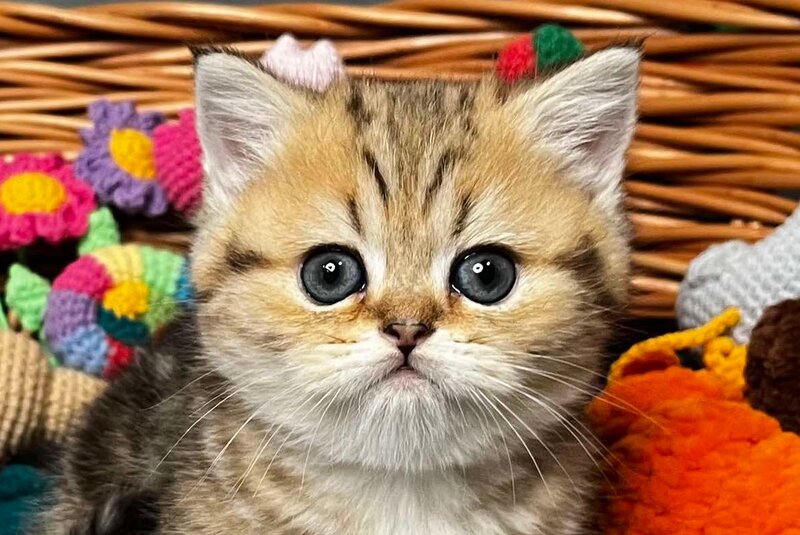 Fiona Scottish Straight female, black golden tabby