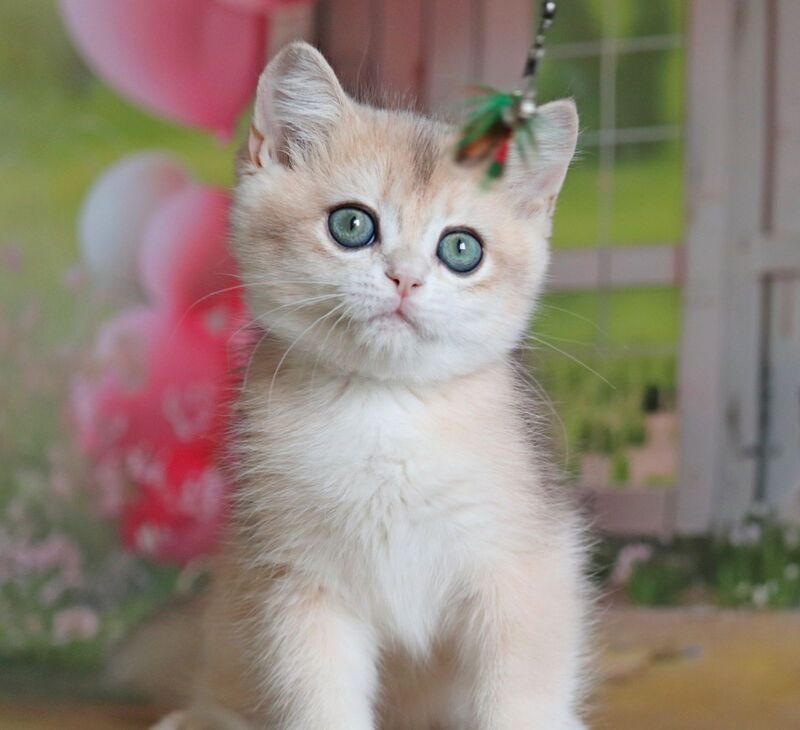 Preston British Shorthair male, black golden chinchilla