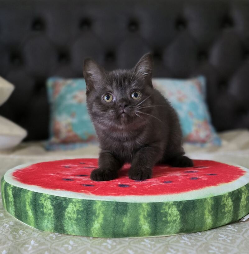 Balu Scottish Straight male, chocolate