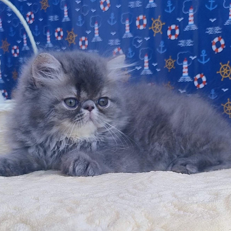 Bars Persian male, blue tabby