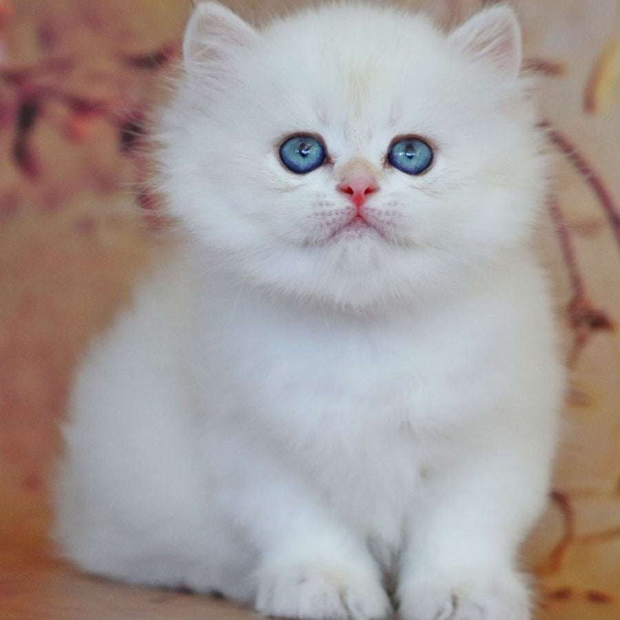 Yara British Longhair female, black golden shaded pointed