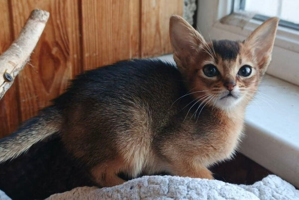 Grace Abyssinian female ruddy - live animals