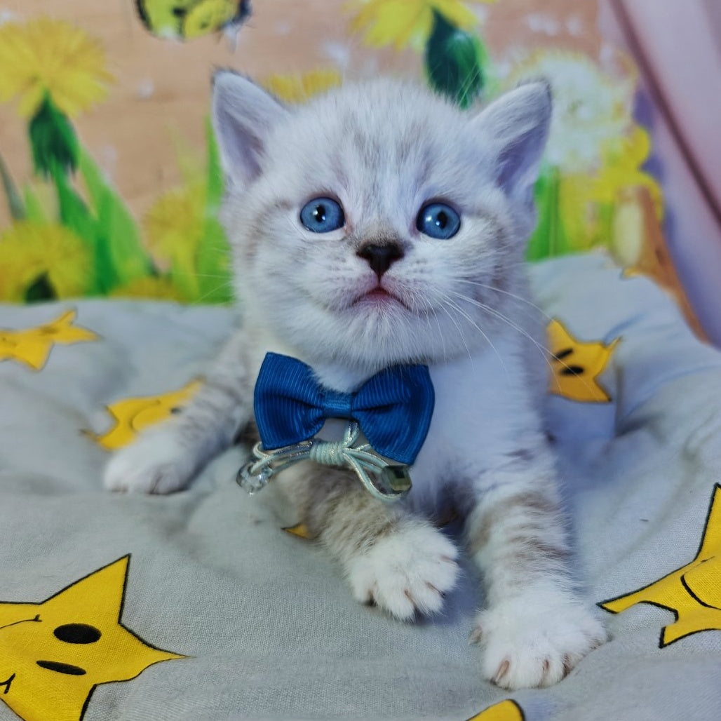 Zoran Scottish Straight male, blue spotted tabby bicolour pointed