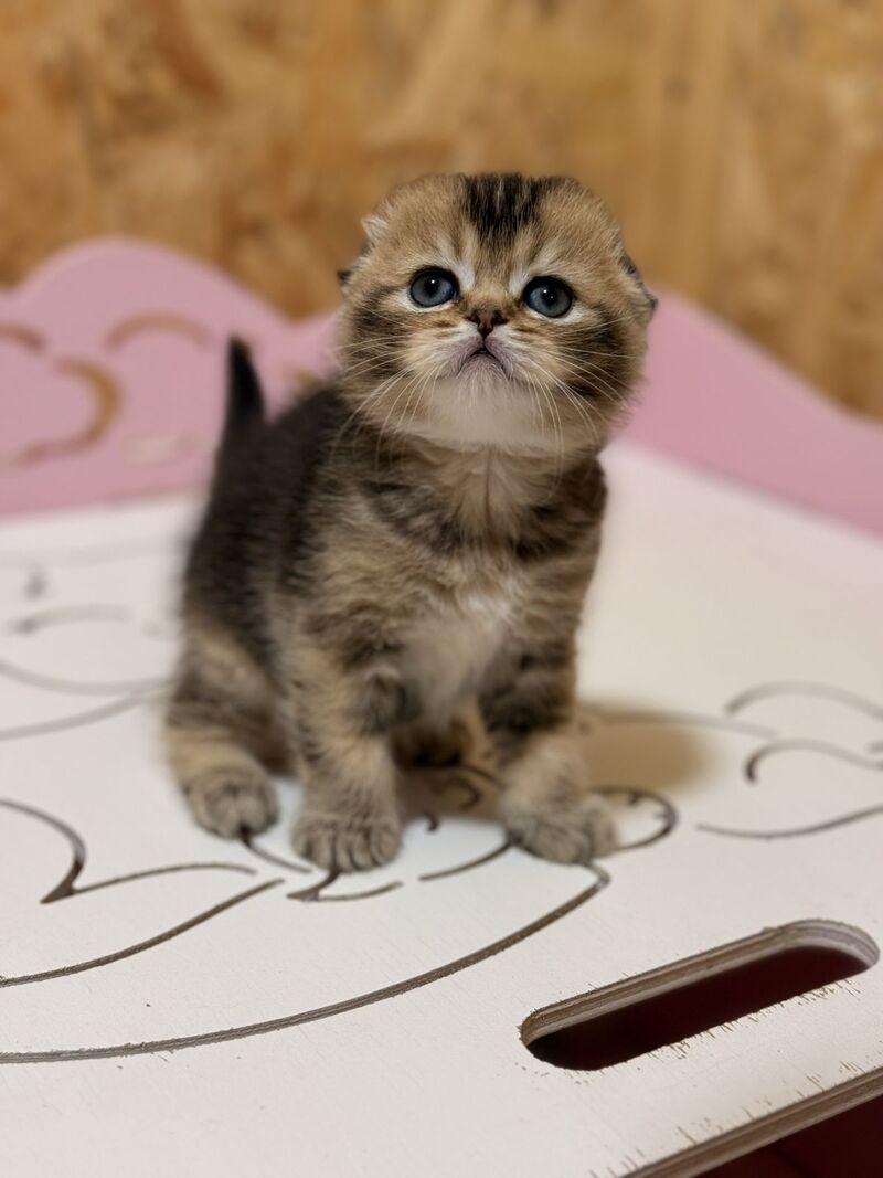 Fanny Scottish Fold female, black ticked tabby