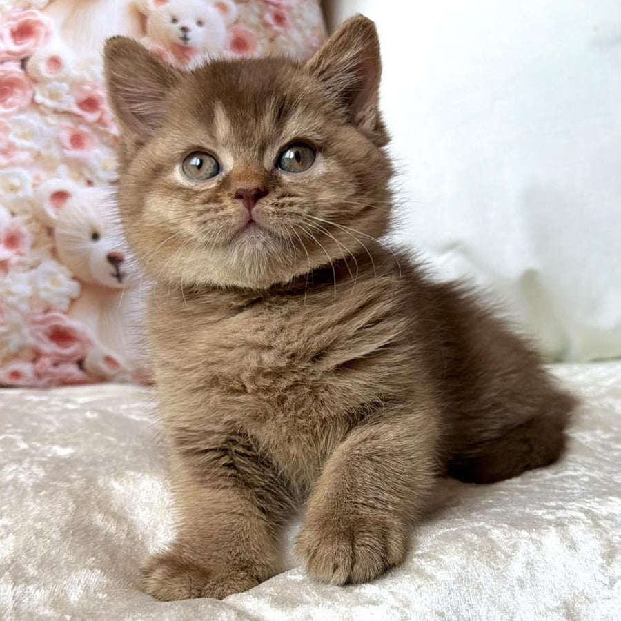 Ming British Shorthair male, cinnamon ticked tabby