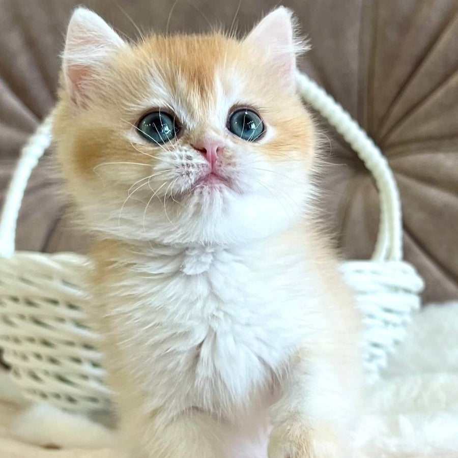 Zhorik British Shorthair male, black golden chinchilla