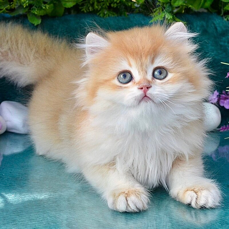 Timur British Longhair male, chocolate golden chinchilla