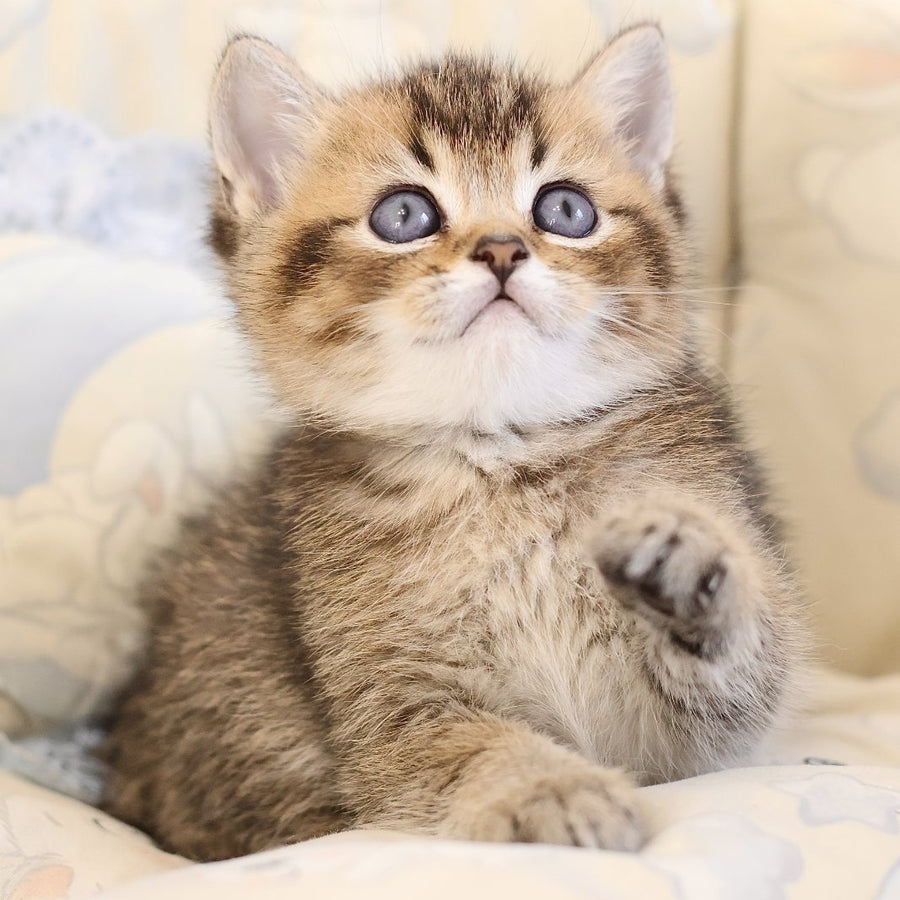 Emir Scottish Straight male, black golden ticked tabby