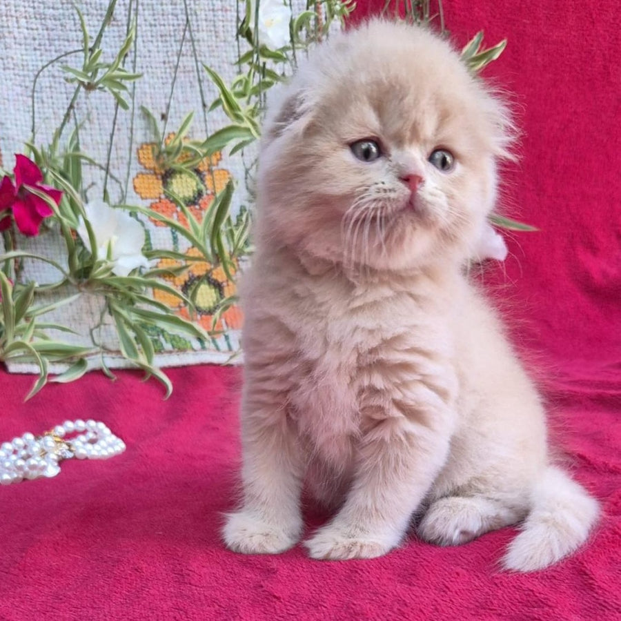 Milo Scottish Fold male, cream