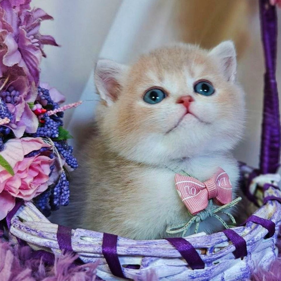Yumi British Shorthair male, lilac golden shaded
