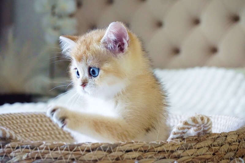 Grayson British Shorthair male, black golden shaded with white