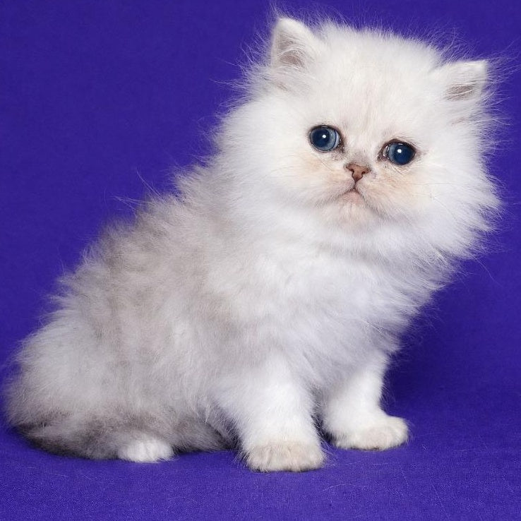Jake Persian male, black silver shaded