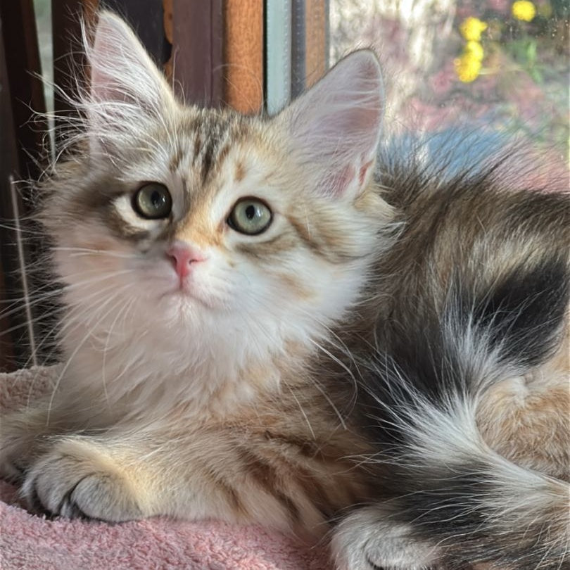 Yukon Siberian male, black golden tabby