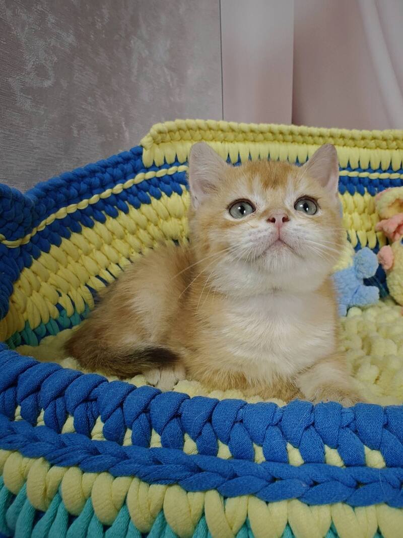 Valet British Shorthair male, chocolate golden chinchilla