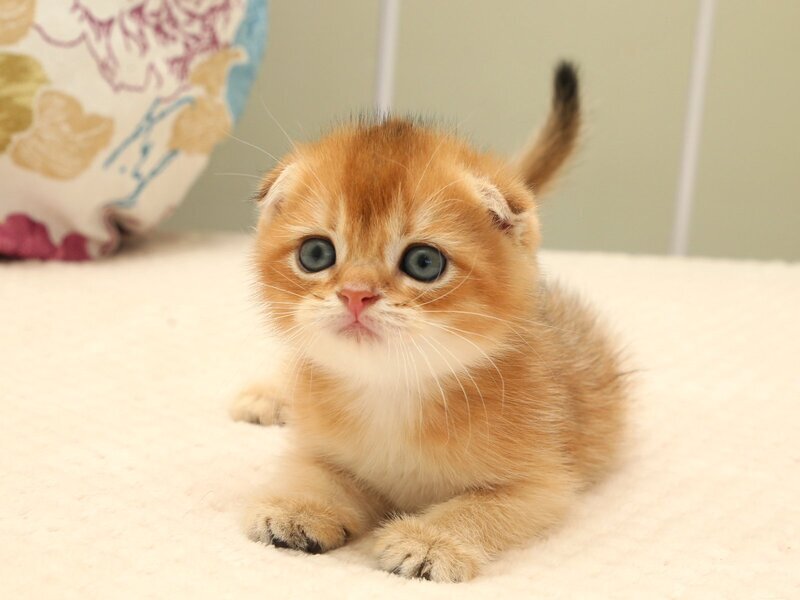 Zhan Scottish Fold male, black golden shaded