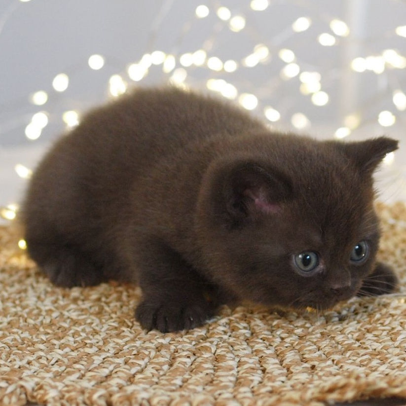 Patrick British Shorthair male, chocolate