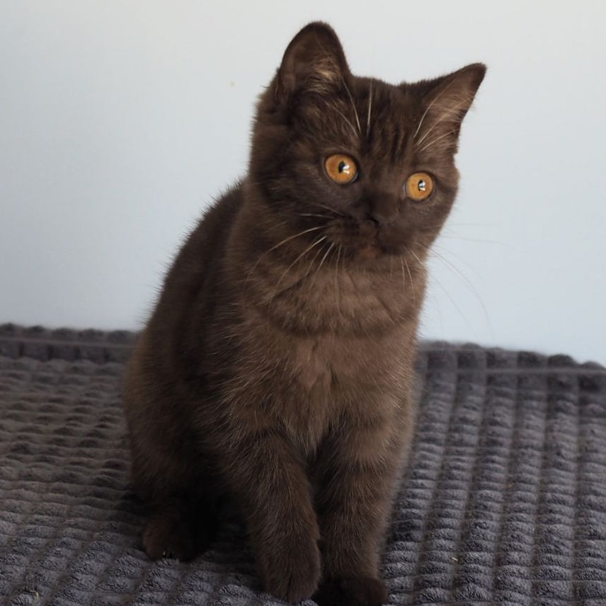 Olivia British Shorthair female, chocolate