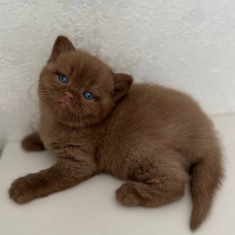 Ewa British Shorthair female, cinnamon