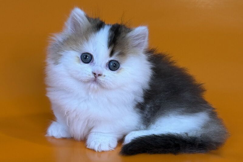 Yestin Munchkin male black golden ticked tabby - live animals
