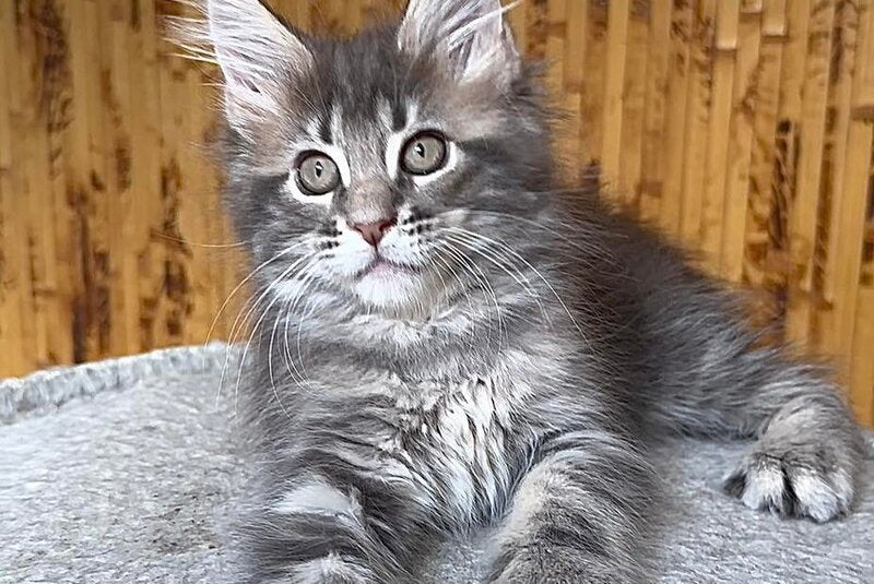 Shakira Maine Coon female, black silver tabby