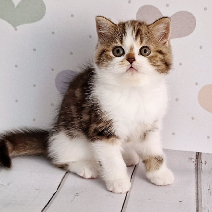 Beckham Scottish Straight male, chocolate tabby bicolour