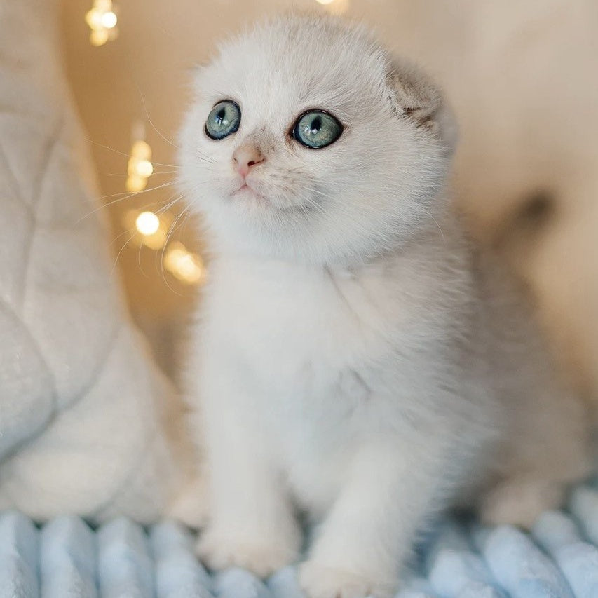 Ice Cream Scottish Fold male, black silver shaded