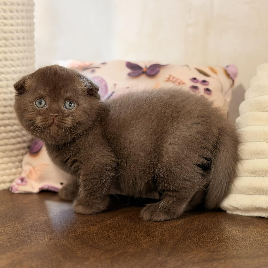 Tom Scottish Fold male, chocolate
