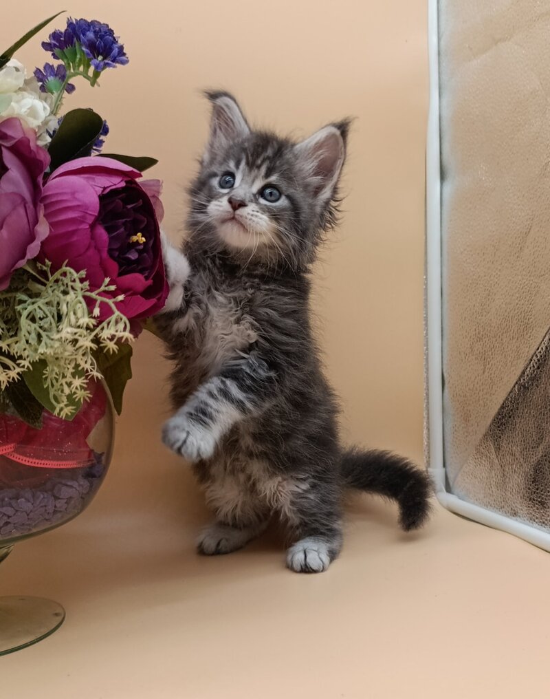 Duncan Maine Coon male, blue silver tabby